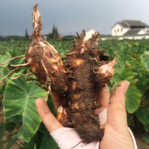 芋头是粗粮吗（地瓜芋头是粗粮吗）