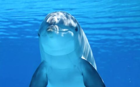 海豚属于哪类动物？海豚是哺乳动物吗