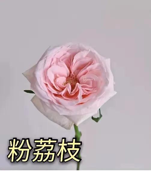 粉荔枝玫瑰花的花语（粉荔枝的寓意）