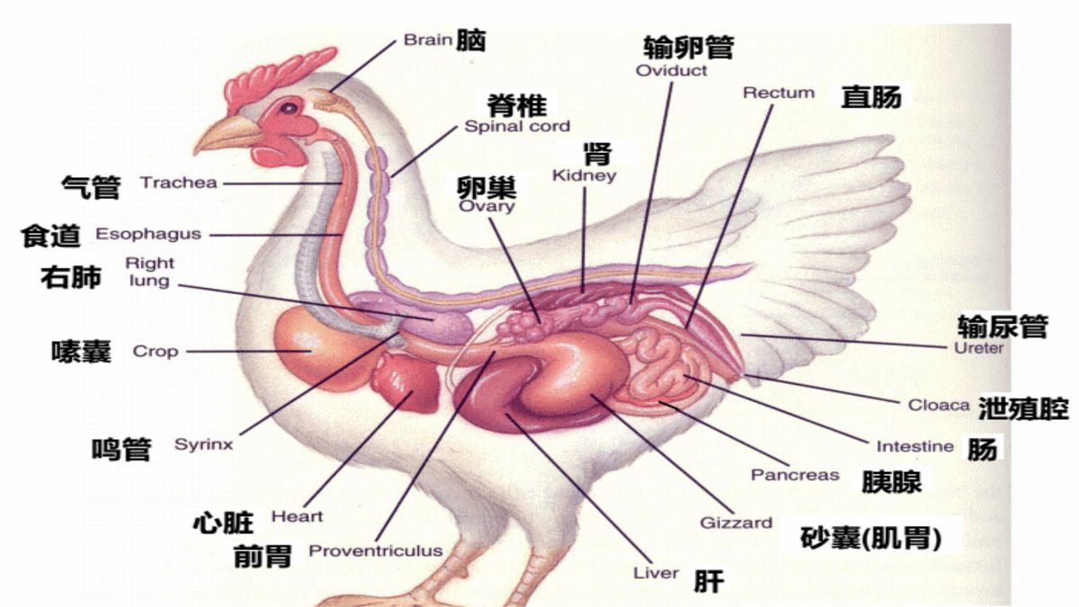 蜈蚣的天敌是什么动物（蜈蚣最怕什么东西）