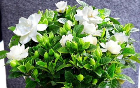 栀子花的养殖方法和注意事项