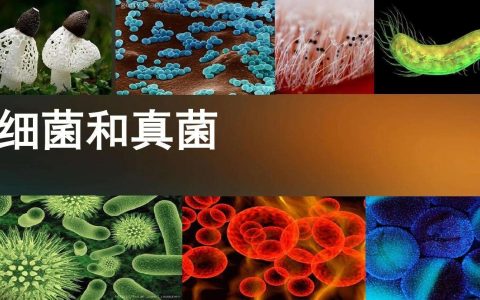 细菌真菌病毒的区别（细菌、真菌、病毒之间有什么区别呢）