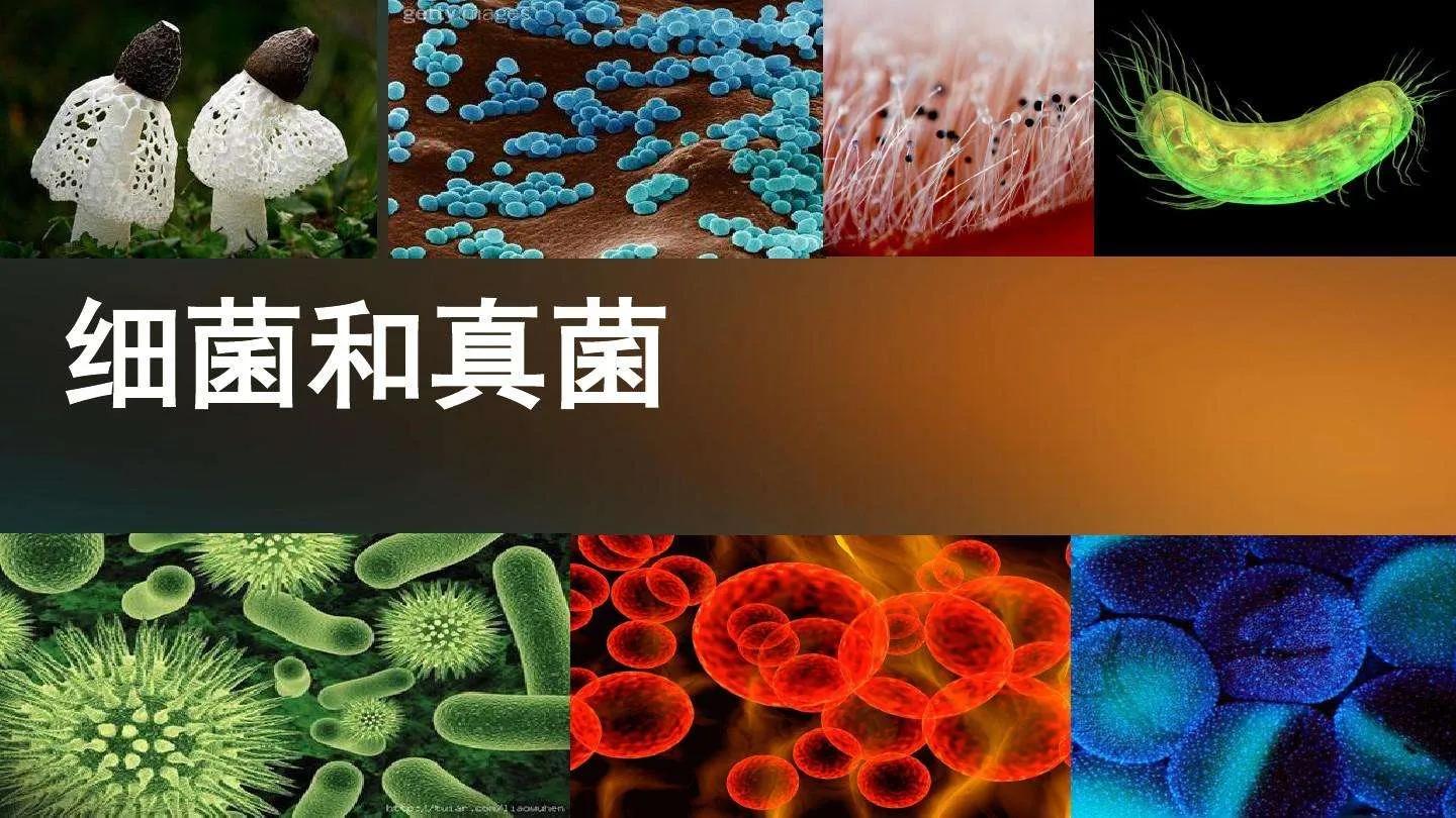 细菌真菌病毒的区别（细菌、真菌、病毒之间有什么区别呢）