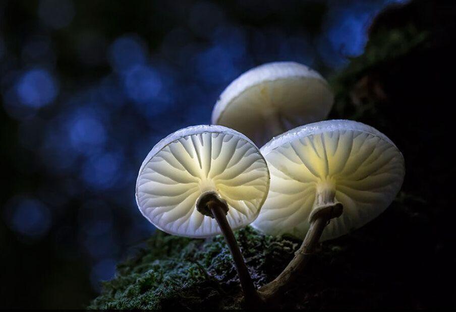 细菌真菌病毒的区别（细菌、真菌、病毒之间有什么区别呢）