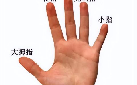 手指都叫什么指（五根手指分别代表了什么含义）