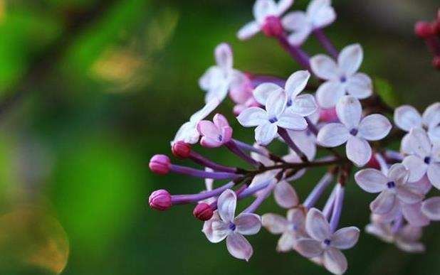 丁香花什么颜色？丁香花养护技巧