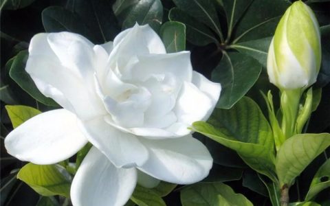 栀子花的种植方法及养护（栀子花的种植和养护）