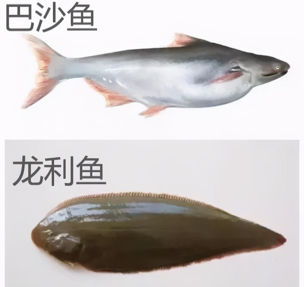 巴沙鱼为什么不能吃，龙利鱼VS巴沙鱼，谁营养价值高？