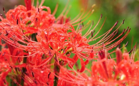 彼岸花和石蒜花的区别（石蒜花和彼岸花一样吗）