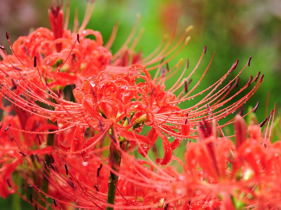 彼岸花和石蒜花的区别（石蒜花和彼岸花一样吗）