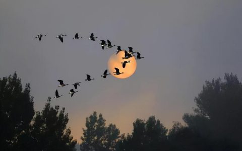 燕子是候鸟吗？燕子为什么要往南飞