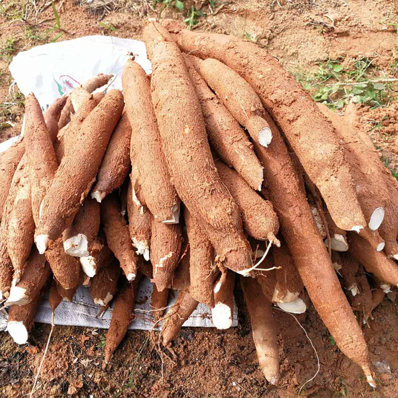 木薯粉是淀粉吗（木薯粉可以当淀粉用吗）