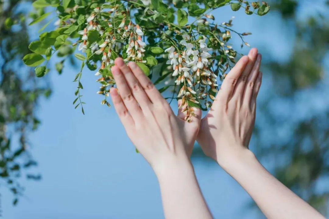 槐花几月份开？槐花什么时候开