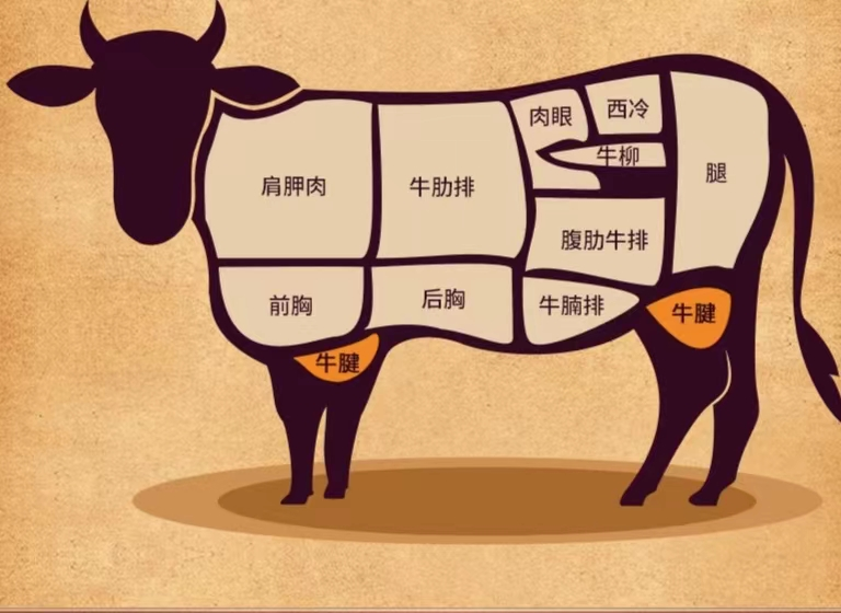 牛排肉是哪个部位的肉？牛排是牛的什么部位