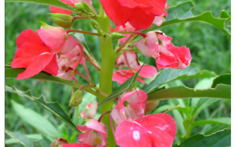 凤仙花的寓意和象征（凤仙花什么寓意）