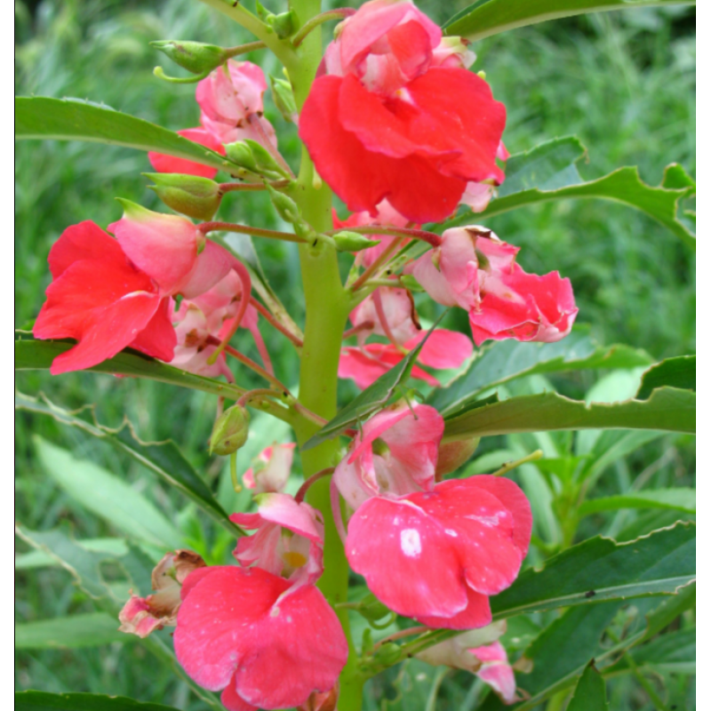 凤仙花的寓意和象征（凤仙花什么寓意）