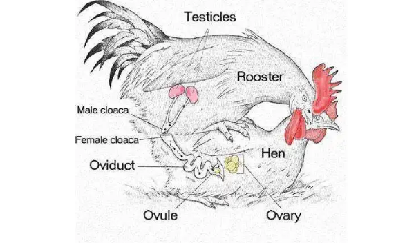 鸡如何受精的？公鸡和母鸡怎么受精