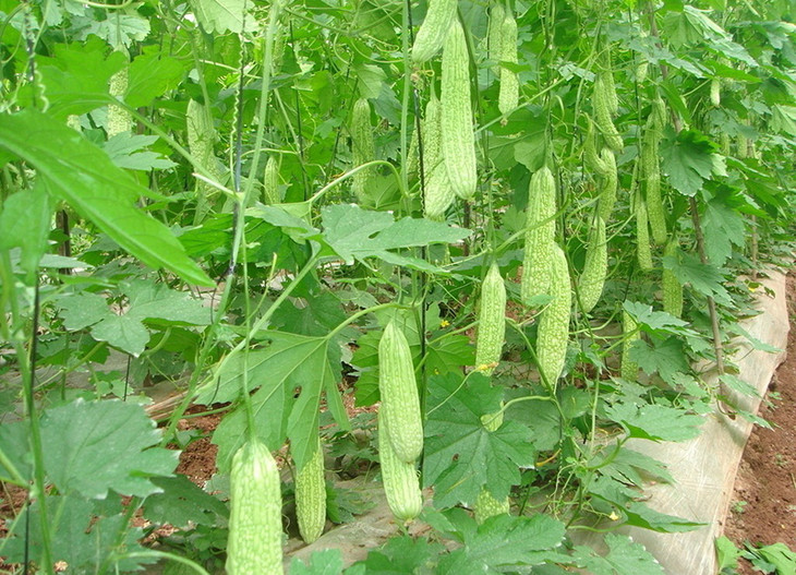 大暑吃什么菜最好（大暑这天吃什么食物好）