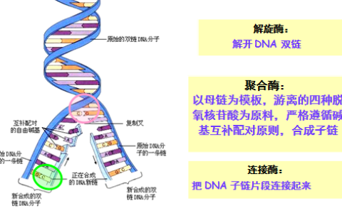 dna是什么结构？DNA是由哪几部分组成的