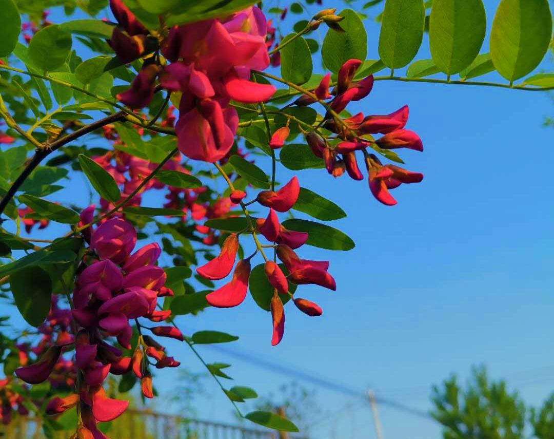 红槐花和白槐花的区别（红槐花好还是白槐花好）