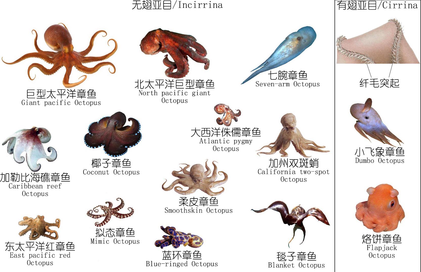 章鱼墨可以吃吗？章鱼墨汁有毒么