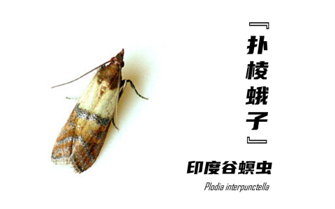 蛾子是害虫还是益虫（蛾子是蝴蝶吗）