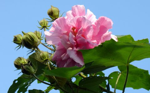 芙蓉花怎么养才能养好（怎样才能养好芙蓉花）