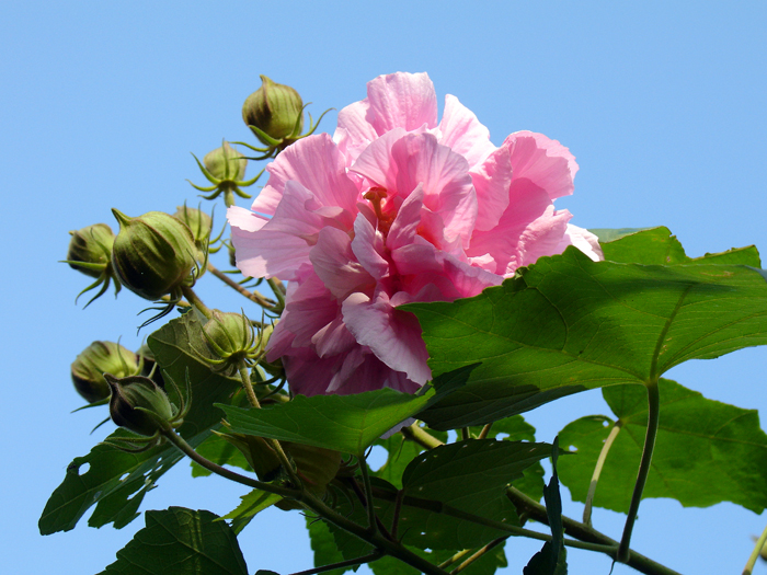 芙蓉花怎么养才能养好（怎样才能养好芙蓉花）