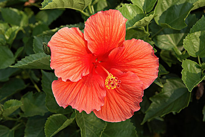 芙蓉花怎么养才能养好（怎样才能养好芙蓉花）