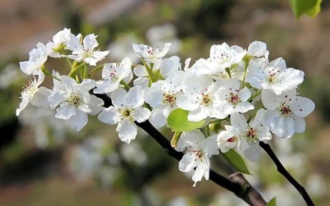 梨花的寓意（梨花象征着什么）