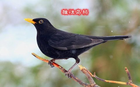 关于乌鸫鸟的迷信说法（ 乌鸫来临预示什么）