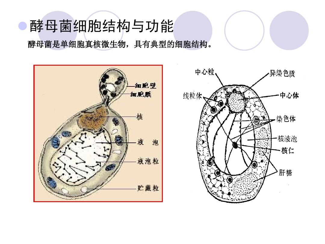 酵母菌是厌氧菌吗（酵母菌是厌氧菌还是需氧菌）