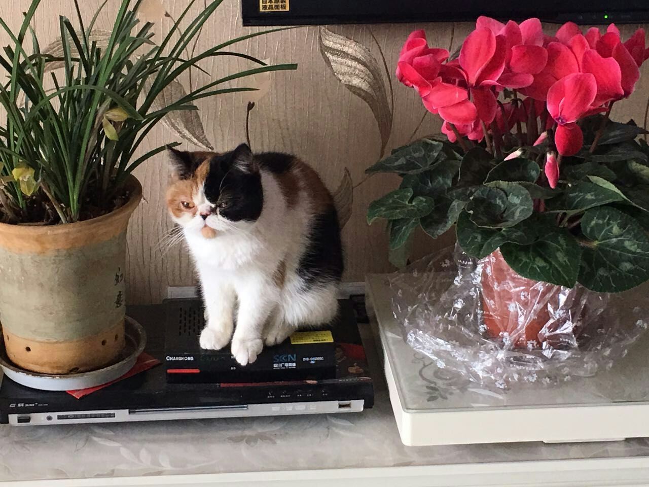 猫呕吐是什么原因（猫咪反复呕吐是怎么回事）