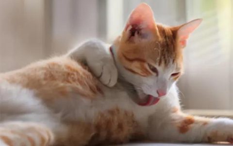 猫呕吐是什么原因（猫咪反复呕吐是怎么回事）