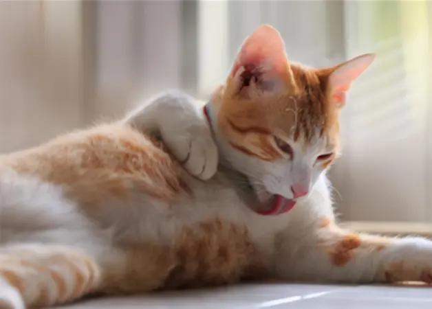 猫呕吐是什么原因（猫咪反复呕吐是怎么回事）