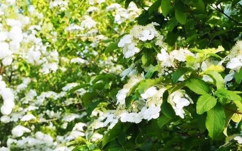 隋炀帝看的琼花是什么花？琼花的寓意是什么