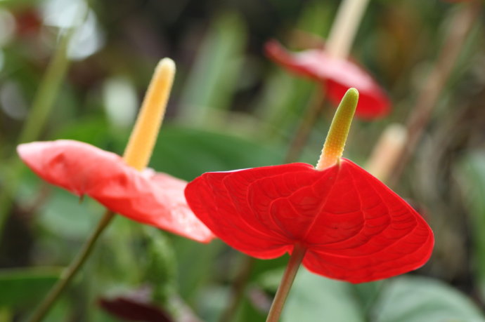 花烛的寓意（烛花的象征）