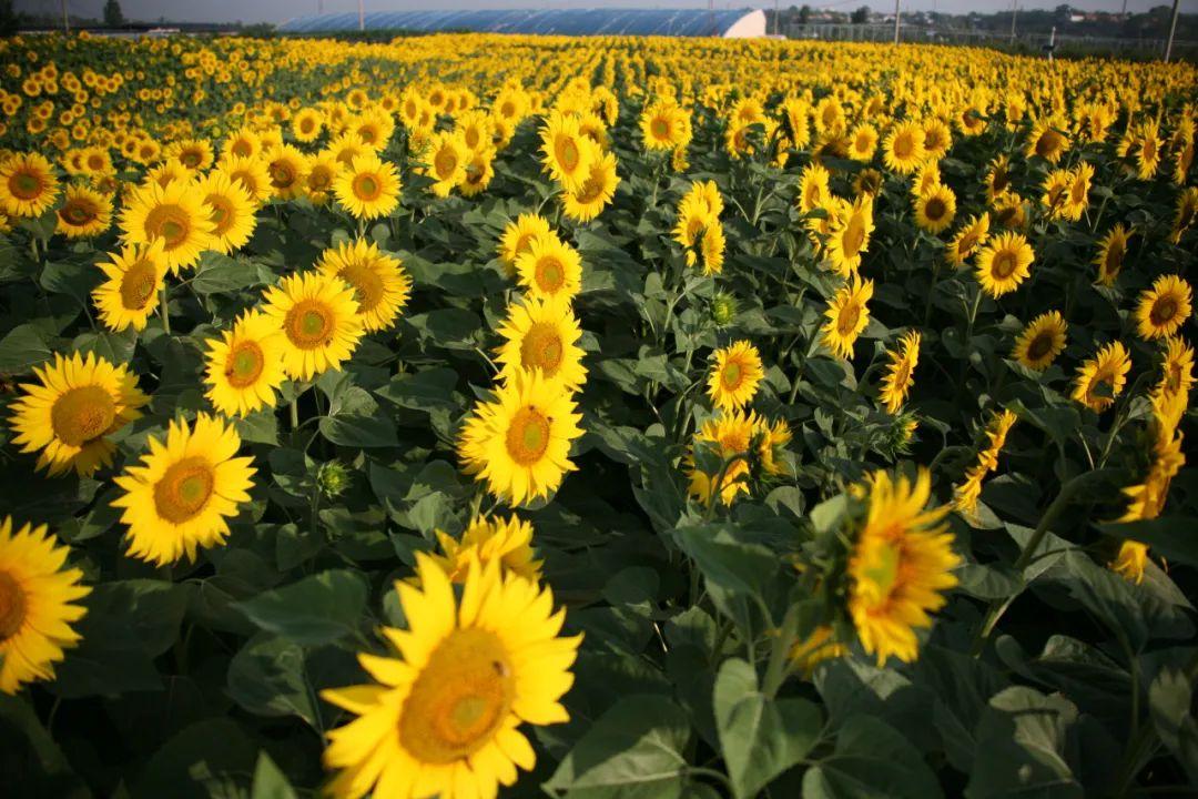 夏天都有什么花（盘点十种夏季开放的花卉）