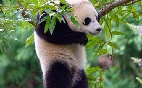 熊猫为什么成为国宝（熊猫如何成为国宝）