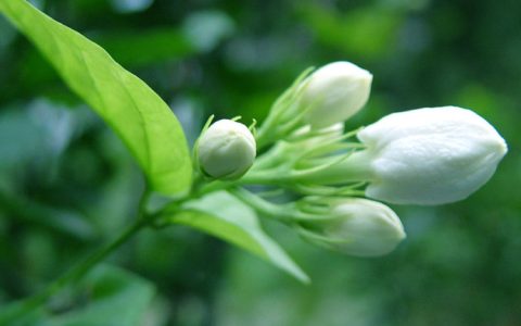 茉莉花代表什么象征意义（茉莉花花语）