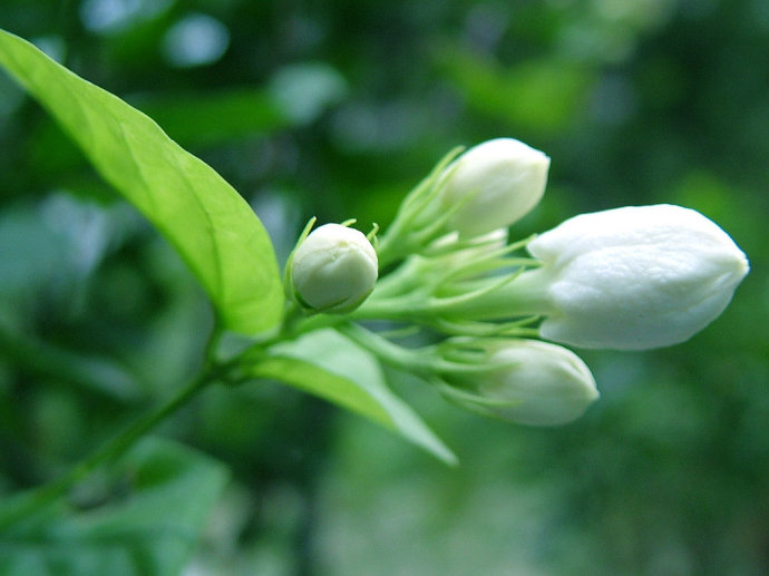 茉莉花代表什么象征意义（茉莉花花语）
