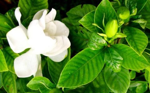 桅子花花语（桅子花花语及象征意义）
