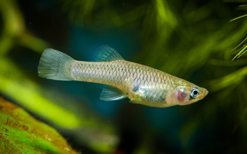 食蚊鱼吃什么(食蚊鱼怎么养)