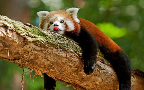 小浣熊是保护动物吗？小浣熊和熊猫有什么关系