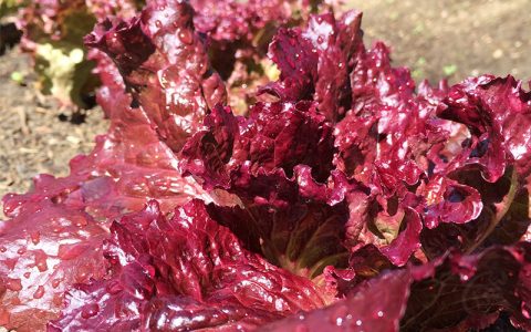 紫色的生菜叫什么(紫色的生菜是什么菜)