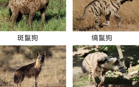 野狗和鬣狗有什么区别（鬣狗和猎狗区别）