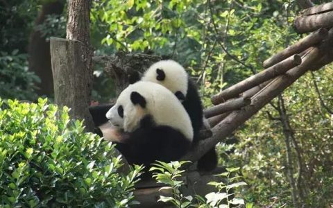 大熊猫吃什么食物？大熊猫的四季食谱