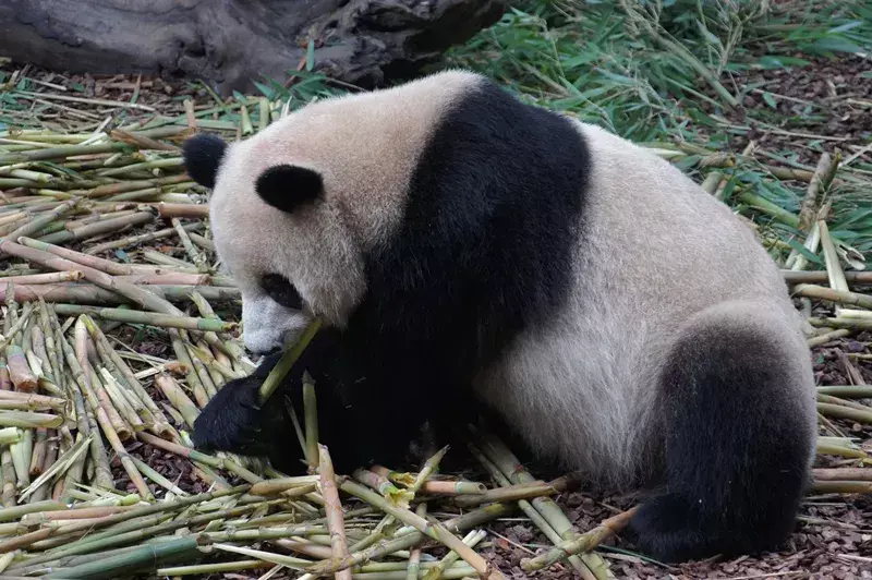 大熊猫吃什么食物?大熊猫的四季食谱