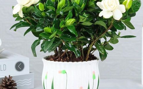 栀子花怎么种植（栀子花怎么养）