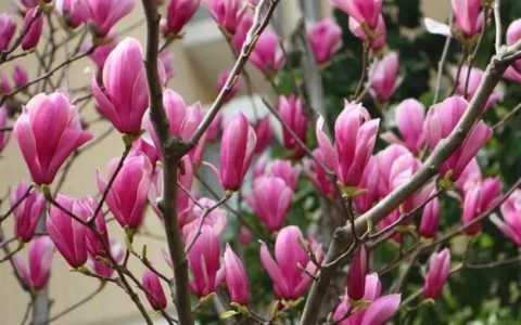 你了解玉兰花的花语吗？玉兰花的花语是什么